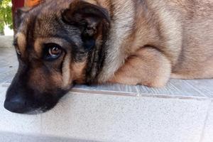 Фото Новая Кубань