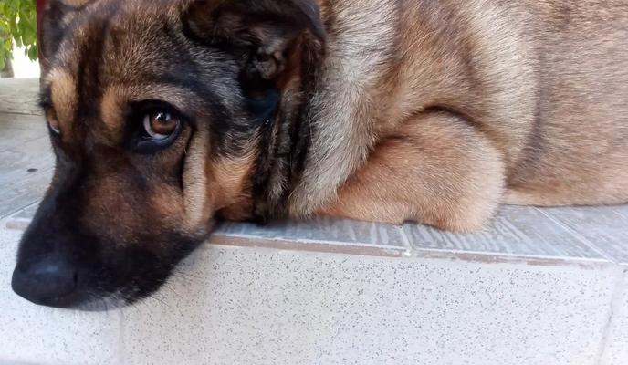 Фото Новая Кубань