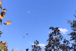 Bitrix 161084: 92.jpg