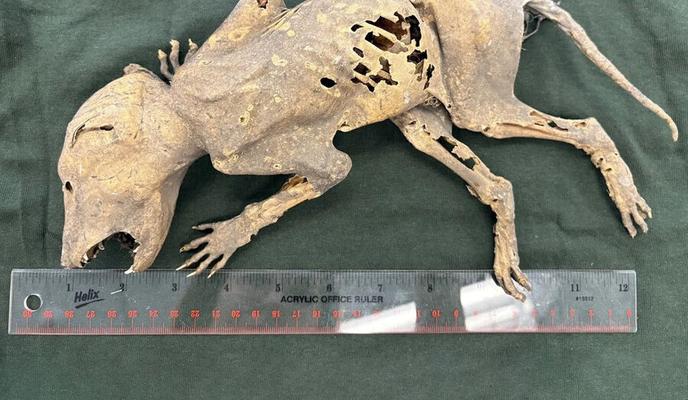 Bitrix 173775: 964746437_pic_32ratio_900x600_900x600_96774.jpg