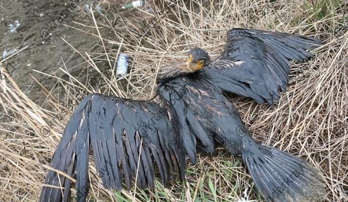 Bitrix 167635: 990.jpg