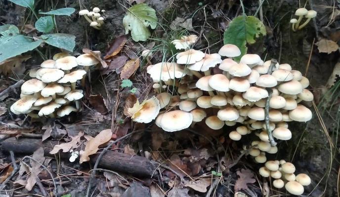 Bitrix 161184: 9988.jpg