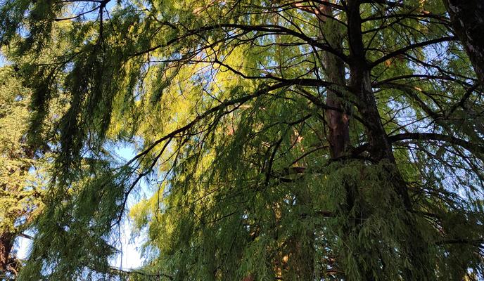 Bitrix 147644: Adler-derevya.jpg