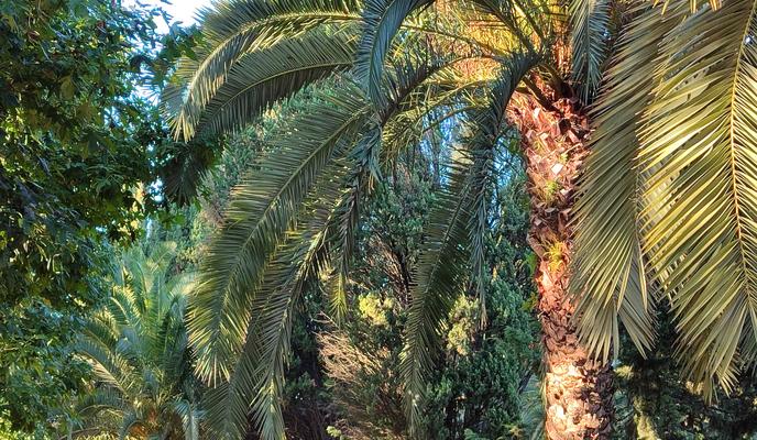 Bitrix 146606: Adler-palma-derevya1.jpg