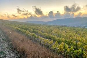 Bitrix 141533: Anapa-vinogradniki-2.PNG