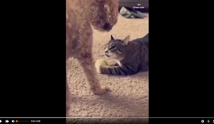 Bitrix 112051: Bitva-kota-i-psa-za-myachik.jpg