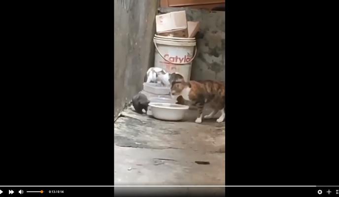 Bitrix 110216: Bitva-krysy-i-koshki-za-misku-s-edoy.jpg