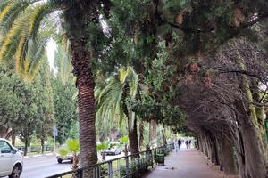 Bitrix 163882: Derevya-alleya-Adler-Sochi.jpg