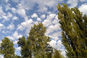 Bitrix 132631: Derevya-oblaka-park2.jpg