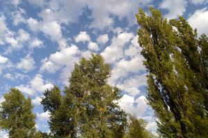 Bitrix 138548: Derevya-oblaka-park2.jpg