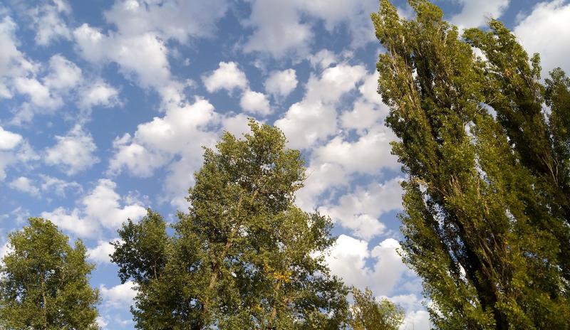 Bitrix 138548: Derevya-oblaka-park2.jpg