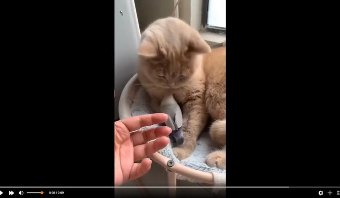 Bitrix 113009: Druzhba-kota-i-popugaya.jpg