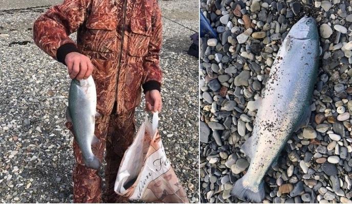 Bitrix 112145: Forel-vybrosilo-na-bereg.jpg