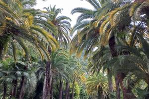 Bitrix 138223: Gagra-Abkhaziya-park-palmy1.jpeg