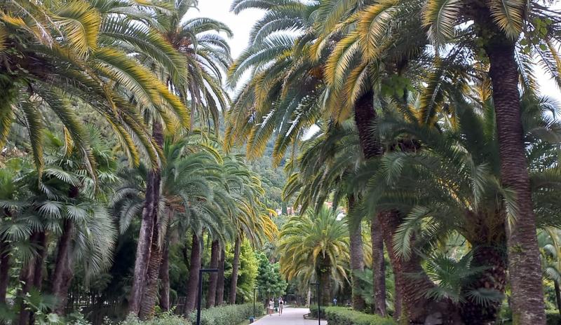 Bitrix 130713: Gagra-Abkhaziya-park-palmy.jpeg