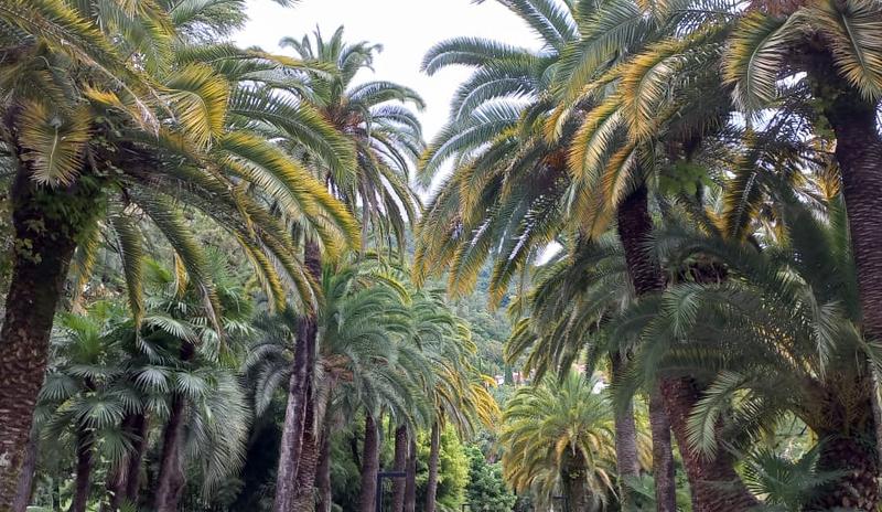Bitrix 133919: Gagra-Abkhaziya-park-palmy1.jpeg
