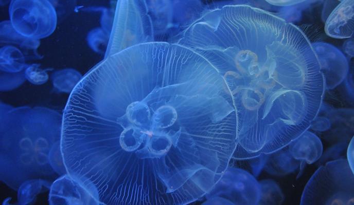 Bitrix 99954: JtvSAnWG3Q8.jpg