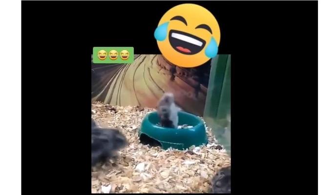 Bitrix 113828: KHomyak-attraktsion.jpg