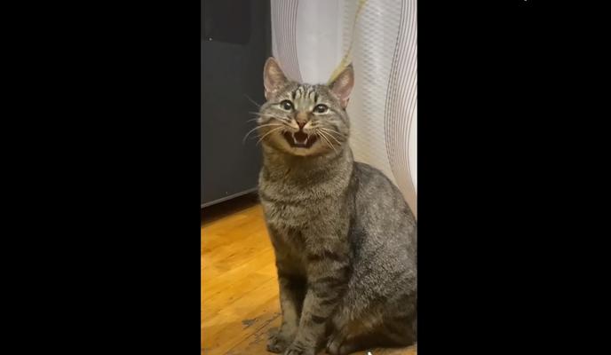 Bitrix 115278: KHudeyushchiy-kot.jpg