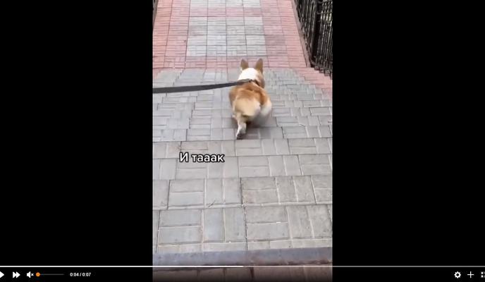 Bitrix 115922: Korgi.jpg