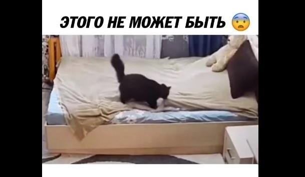 Bitrix 113736: Koshka-popravlyaet-pokryvalo.jpg