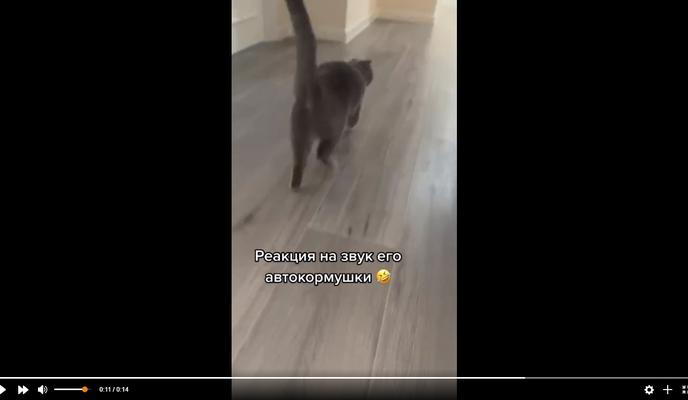 Bitrix 112940: Kot-bezhit-k-avtokormushke.jpg