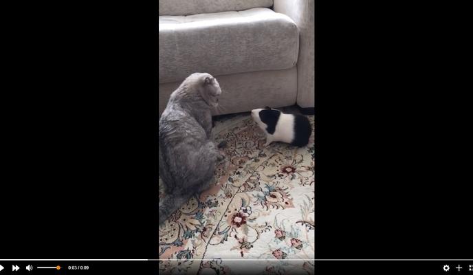 Bitrix 115815: Kot-i-morskaya-svinka.jpg