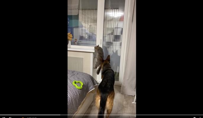 Bitrix 111332: Kot-ne-smog-zalezt-na-podokonnik.jpg