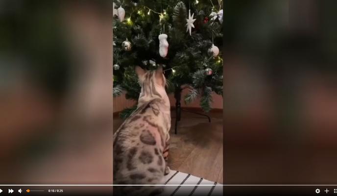 Bitrix 109613: Kot-nedovolnyy-elkoy.jpg