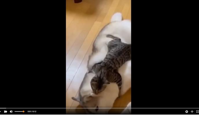 Bitrix 114573: Kot-obnimaet-sobaku.jpg