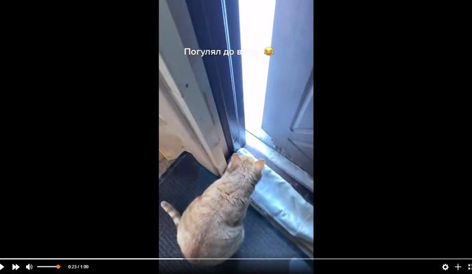 Bitrix 110574: Kot-otkazalsya-gulyat-na-moroze.jpg