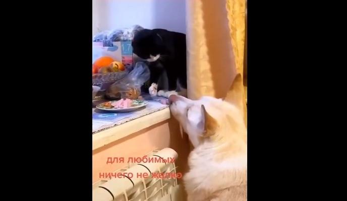 Bitrix 113996: Kot-ugostil-sobaku-kolbasoy.jpg