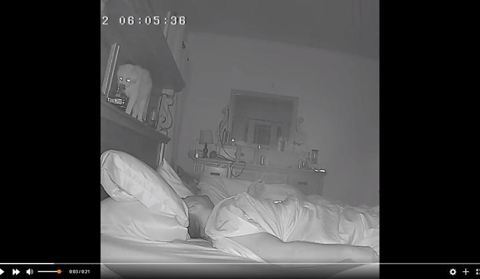 Bitrix 108987: Kot-ustroil-perepolokh-v-spalne.jpg