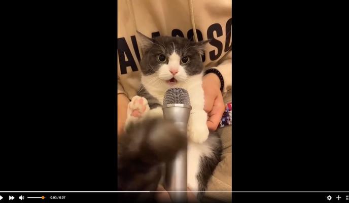 Bitrix 110506: Kot-zavyl-kak-trevozhnaya-sirena.jpg