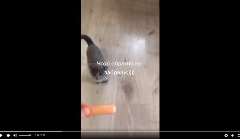 Bitrix 111655: Kotenok-vtsepilsya-v-sosisku.jpg