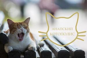 Bitrix 109538: Kotopolis.jpg