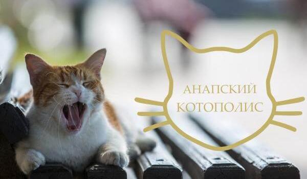 Bitrix 109538: Kotopolis.jpg