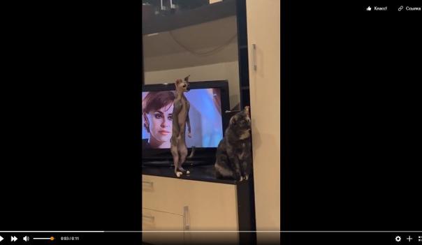 Bitrix 112242: Koty-nablyudayut-za-krolikom.jpg