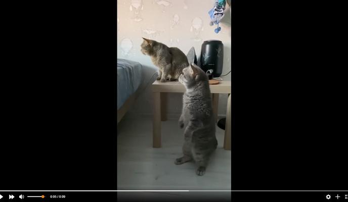 Bitrix 112395: Koty-rassmatrivayut-mladentsa.jpg