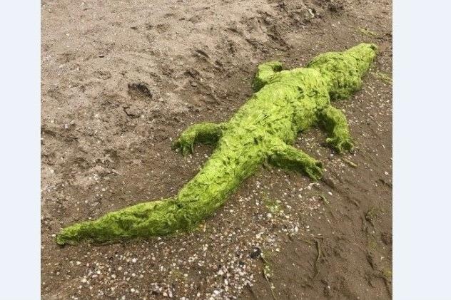Bitrix 119362: Krokodil.jpg