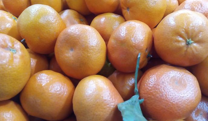 Bitrix 166775: Mandariny-2.jpg