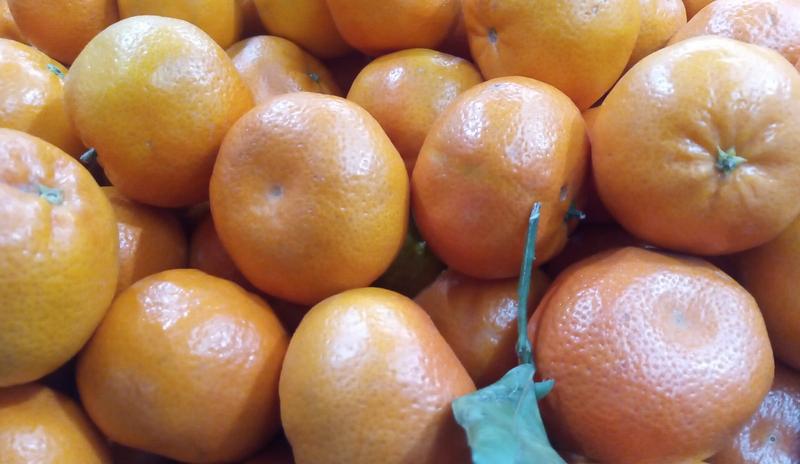 Bitrix 166775: Mandariny-2.jpg