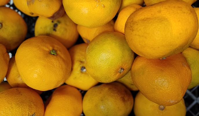 Bitrix 160206: Mandariny2.jpg