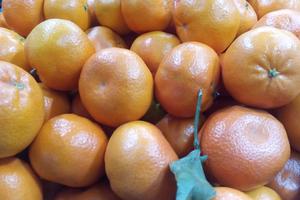 Фото Новая Кубань