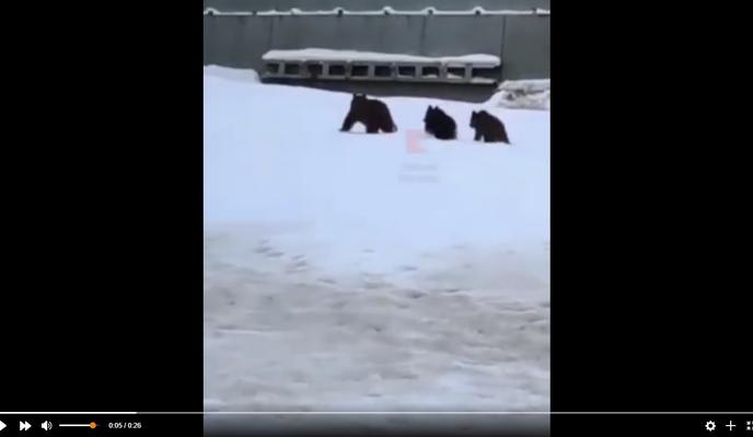 Bitrix 115520: Medvedi-v-Sochi.jpg