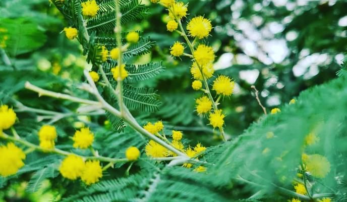 Bitrix 109679: Mimoza-v-dekabre.jpg