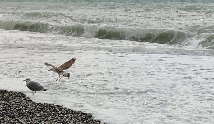 Bitrix 183129: More-plyazh-shtorm-chayki5.jpeg