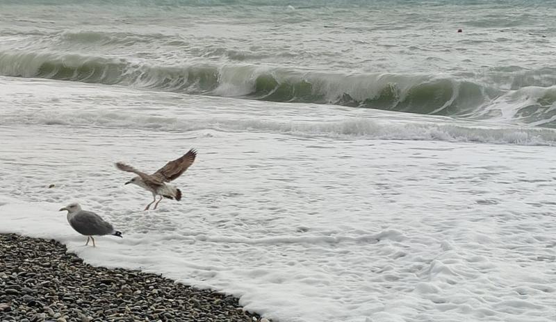 Bitrix 183129: More-plyazh-shtorm-chayki5.jpeg