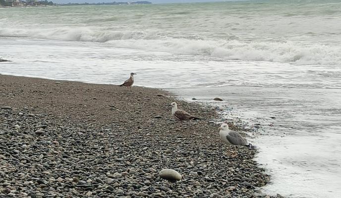 Bitrix 169903: More-plyazh-shtorm-chayki4.jpeg