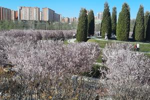 Bitrix 150024: Park-Galitskogo-vesna.jpg